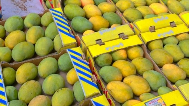 أسعار المانجو اليوم في الأسواق، فيتو