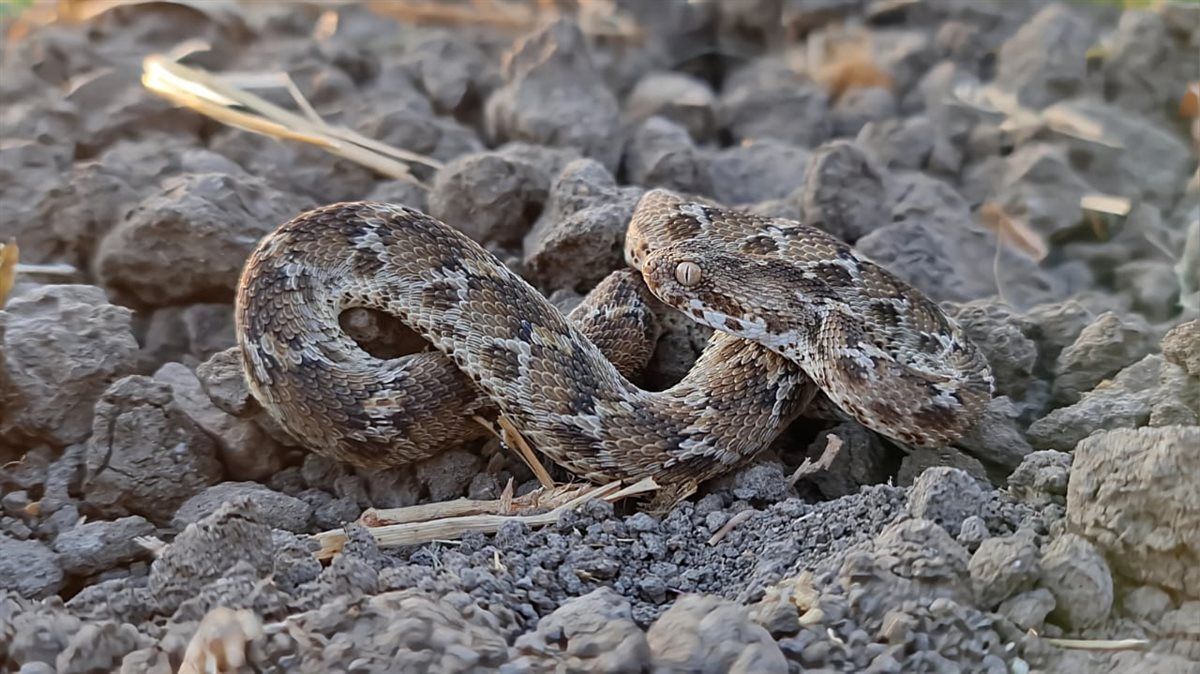4a4aeb3c68.jpg