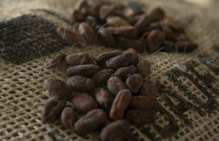 سعر
      الكاكاو
      يتراجع
      إلى
      أدنى
      مستوى
      في
      20
      شهرًا