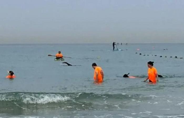 إسرائيل تبحث عن هاتف المدعية العامة العسكرية السابقة في البحر