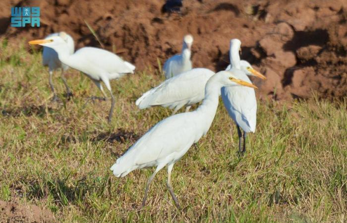 مزارع نجران تستقبل 
طائر «بلشون الماشية» ضمن مسار رحلته الشتوية