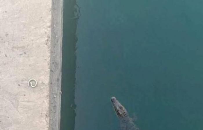 تمساح يثير الرعب بين أهالي المنوفية في مصر.. ما القصة؟