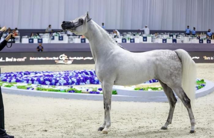 بطولة دبي الدولية للجواد العربي 2026 تنطلق اليوم