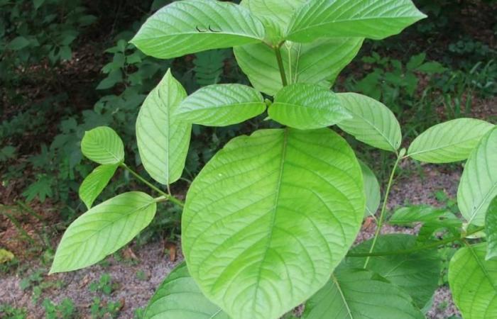 ارتفاع حالات التسمم المرتبطة بالقرطوم في أمريكا