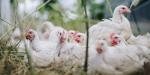 البيضاء تسجل 60 جنيها، سعر الفراخ اليوم الجمعة 10 يوليو 2026
