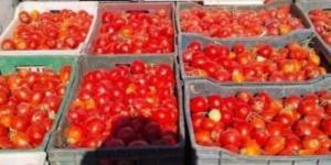 محافظ الوادى الجديد: طرح باكورة إنتاج مزارع الطماطم بسعر 5 جنيهات للكيلو
