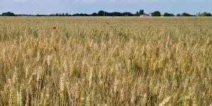 ارتفاع
      درجات
      الحرارة
      يهدد
      إنتاج
      القمح
      في
      الهند