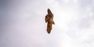 سباق الصقور يواصل التحليق في مهرجان ليوا