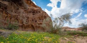 هيئة العلا تحظر أنشطة القيادة المضرة بأراضي الغطاء النباتي