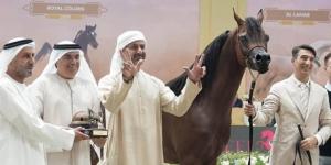 42 خيلاً تتأهل إلى النهائيات في بطولة دبي الدولية للجواد العربي