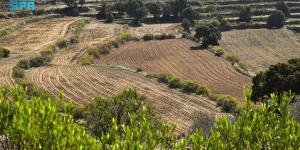 مزارعو عسير يستعدون لزراعة محاصيل الربيع