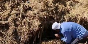 مستشار وزير البيئة الأسبق يوضح أسباب زيادة ظهور الثعابين في الصيف