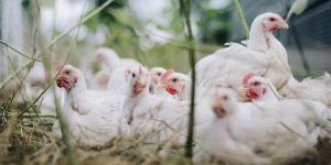 البيضاء تسجل 60 جنيها، سعر الفراخ اليوم الجمعة 10 يوليو 2026