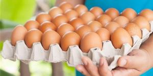 سعر كرتونة البيض اليوم الجمعة في بورصة الدواجن