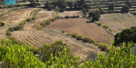مزارعو عسير يستعدون لزراعة محاصيل الربيع