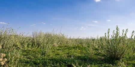 أجواء ربيعية وطبيعة خلابة تستقطب عشاق الرحلات البرية بالحدود الشمالية