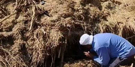 ارتفاع ضحايا لدغات الثعابين في الشرقية إلى 24 حالة بينها 3 وفيات