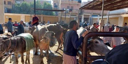 حقيقة انتشار مرض الجلد العقدي بين الماشية