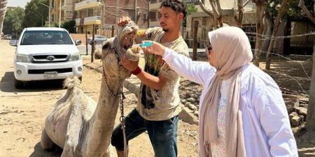 منظومة متكاملة لتطوير وتنظيم خدمات ركوب الخيل والجمال بمنطقة أهرامات الجيزة