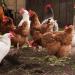 كيلو البلدي بـ 122 جنيها، تراجع أسعار الدواجن في الأسواق اليوم الإثنين