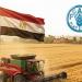 الوزراء: مصر الأولى عربيا في إنتاج القمح خلال 2026 (إنفوجراف)