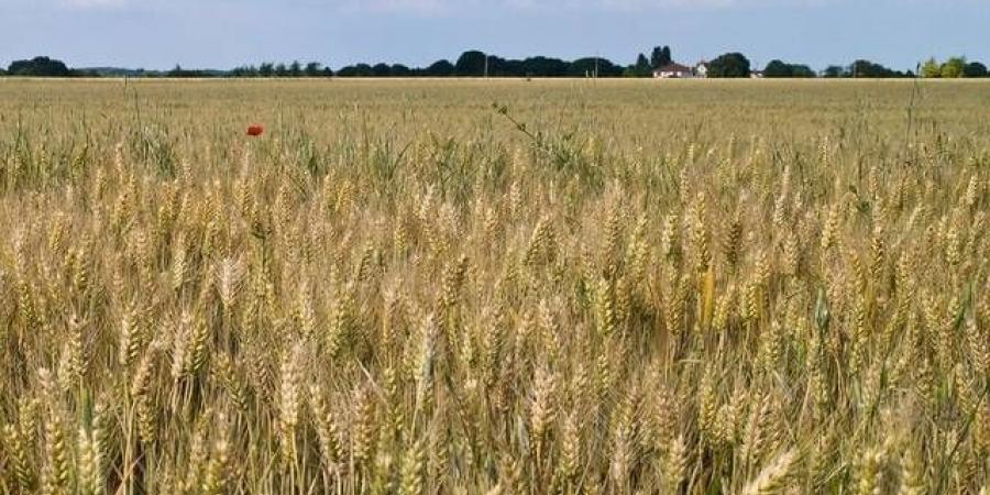 ارتفاع
      درجات
      الحرارة
      يهدد
      إنتاج
      القمح
      في
      الهند