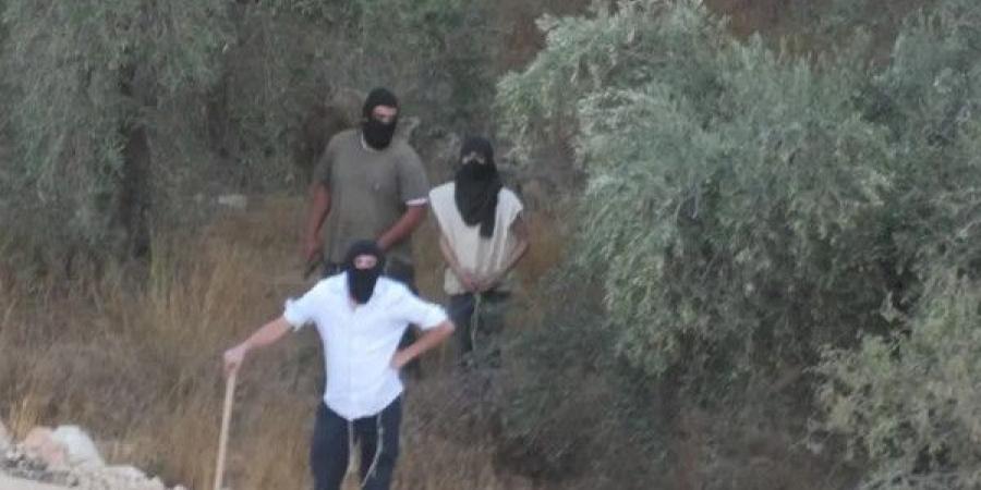 340 اعتداء نفذها الاحتلال والمستوطنون ضد قاطفي الزيتون منذ بداية الموسم