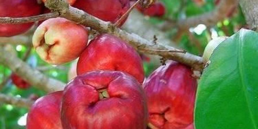 «الروز آبل»... فاكهة استوائية تنمو في الإمارات