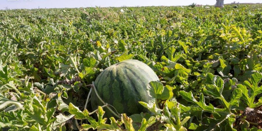 إنتاج أكثر من 120 ألف طن من البطيخ يعزز مكانة الجوف الزراعية