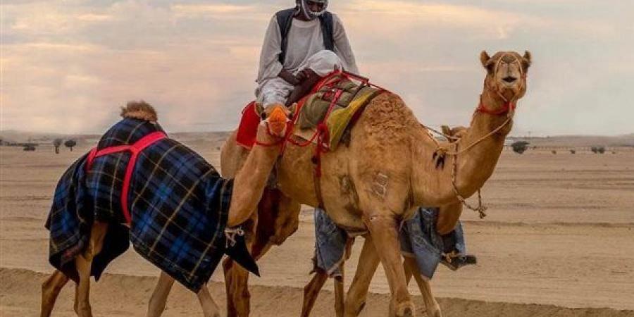 تفسير حلم ركوب الجمل في المنام وعلاقته بالتغلب على الأعداء