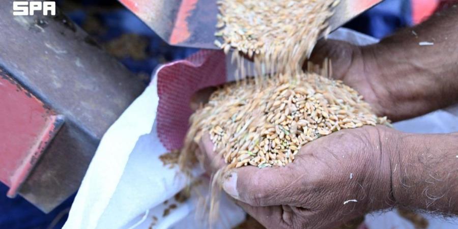 موسم حصاد «البر» يزين المدرجات الزراعية في عسير