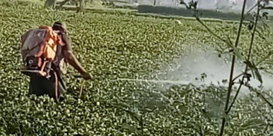 تنظيم 36 ندوة إرشادية، حصاد "زراعة الفيوم" خلال يونيو