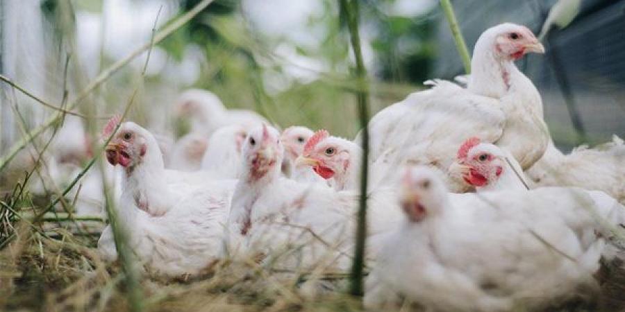 البيضاء تسجل 60 جنيها، سعر الفراخ اليوم الجمعة 10 يوليو 2026