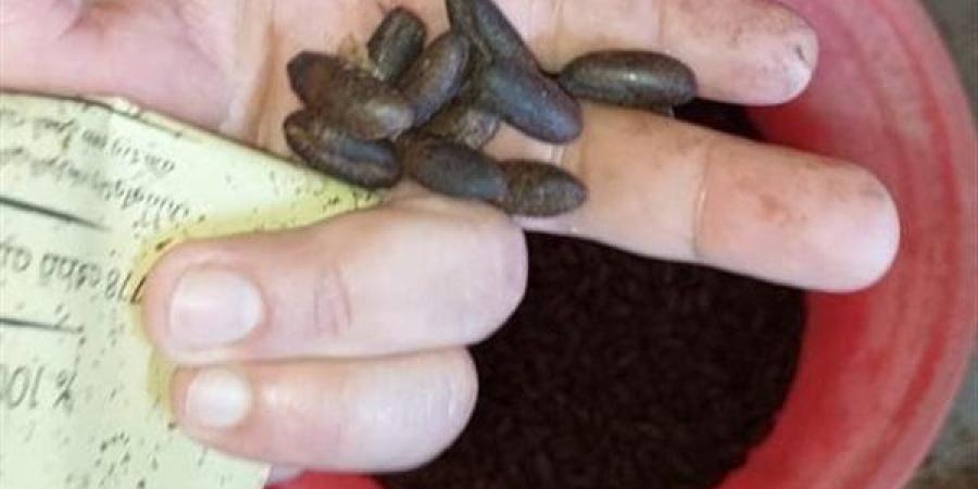 تستخدم في غش البن، ضبط 2 طن نوى بلح وبسلة داخل محمصة بالفيوم