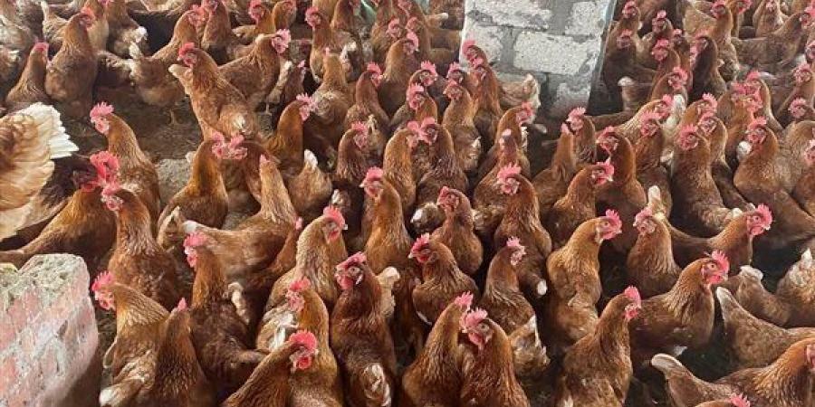 الزراعة: تحصين مليون طائر خلال يونيو ولا مؤشرات على انتشار أوبئة بمزارع الدواجن