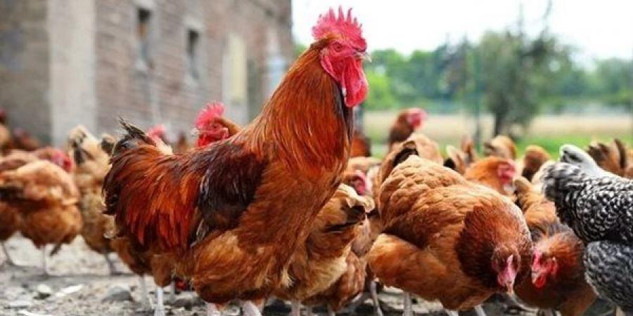 انخفاض سعر الفراخ اليوم الإثنين 10 أغسطس 2026