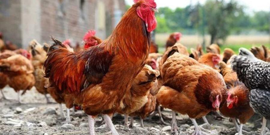 انخفاض البلدي 5 جنيهات، سعر الفراخ اليوم الأربعاء 12 أغسطس 2026 (آخر تحديث)
