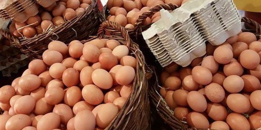 الأبيض يواصل الانخفاض، سعر كرتونة البيض اليوم الثلاثاء في بورصة الدواجن